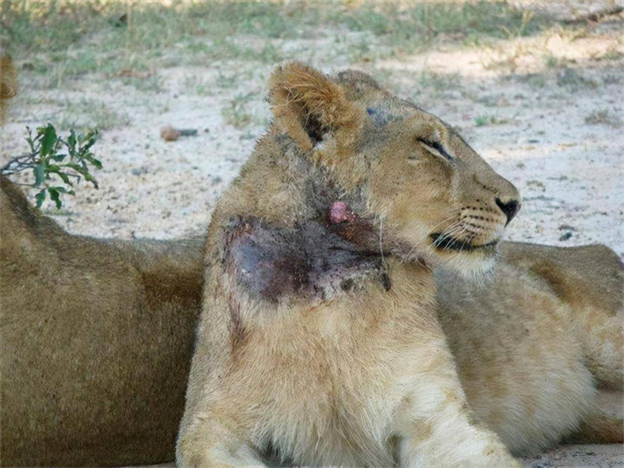 2只狮子被遗弃,姐姐为救弟弟,委身雄狮反被咬死,胆小弟弟以一敌三疯狂