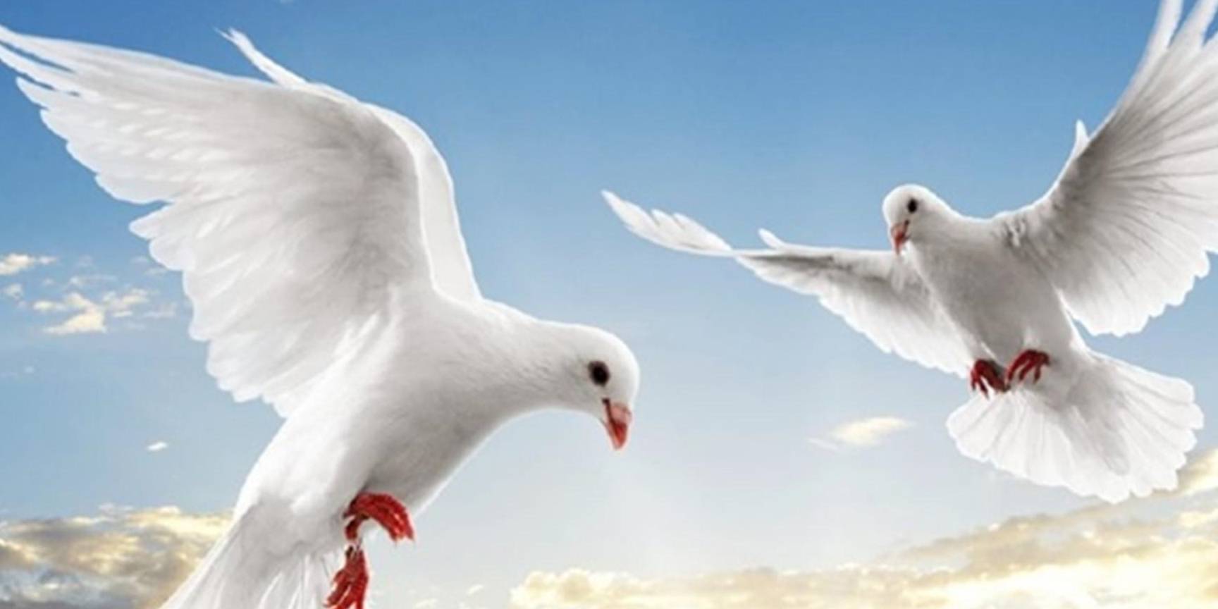 鸽子_方向_方法