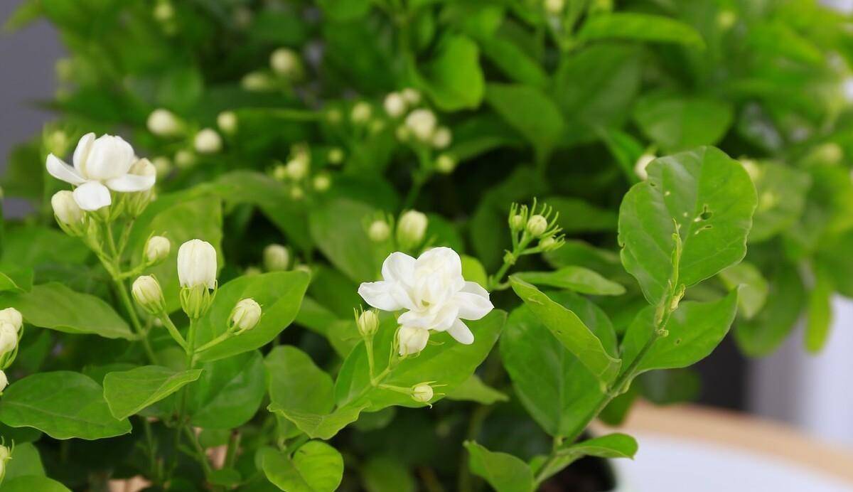 原创            著名的香水花茉莉的养殖方法和注意事项（茉莉香水花怎么养）