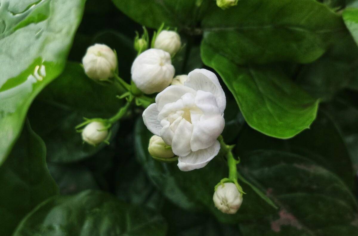 原创            著名的香水花茉莉的养殖方法和注意事项（茉莉香水花怎么养）