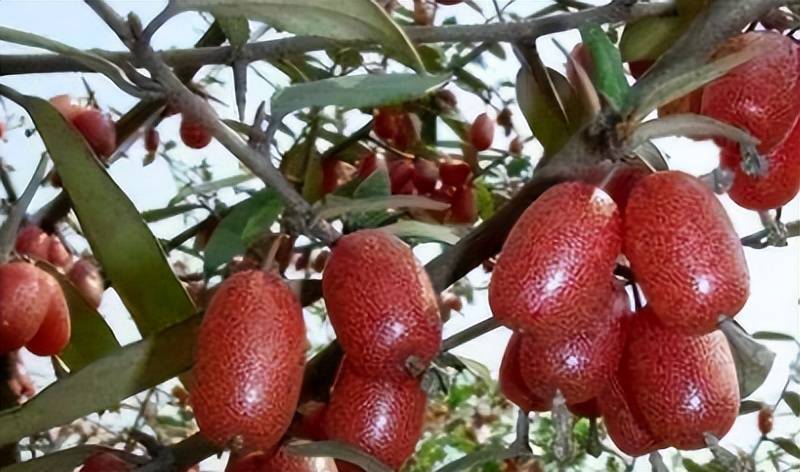 农村这野果,人人都爱吃,常吃能活血,如今野生20元一斤难买到_羊奶