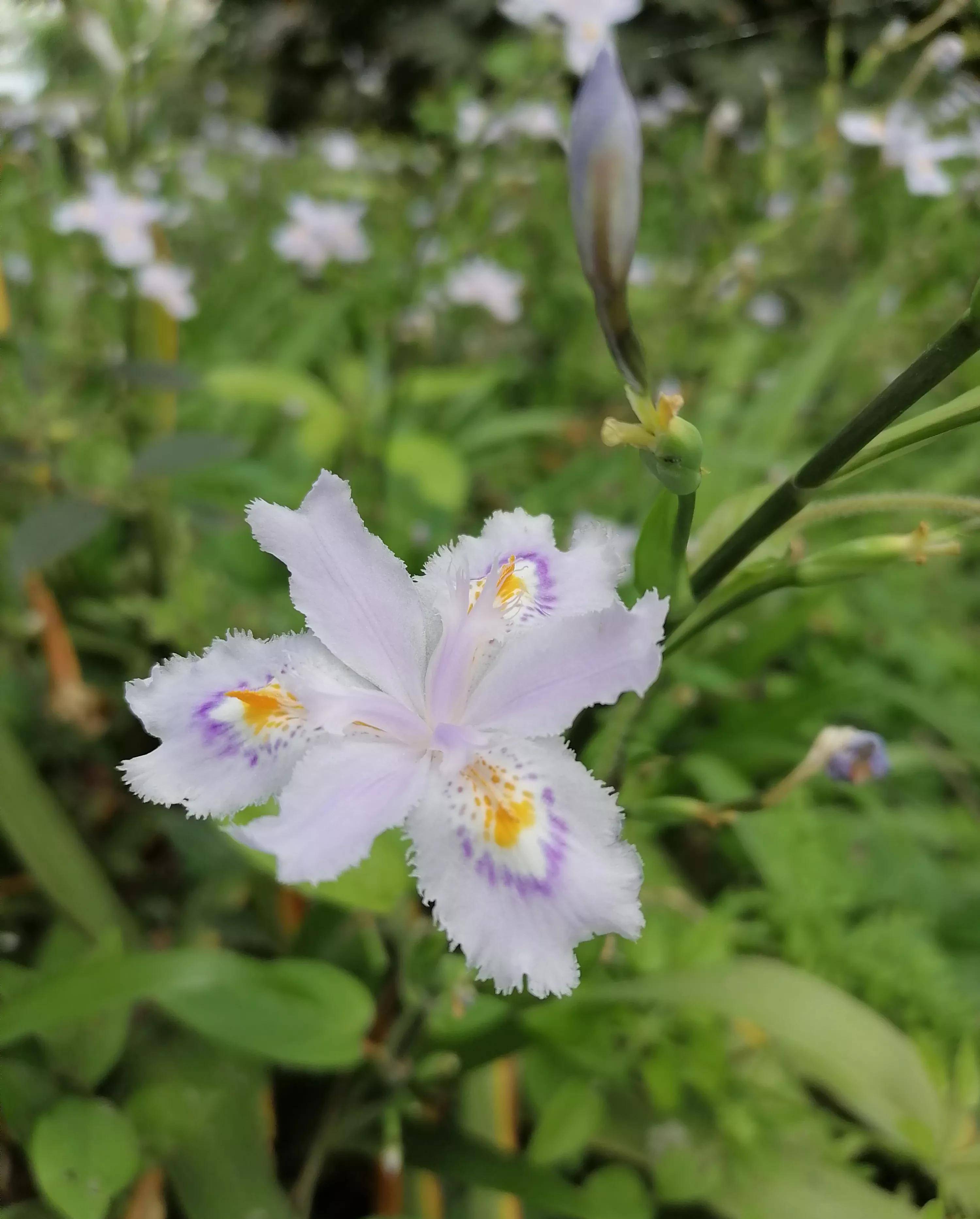 兰花的一种a species of orchid