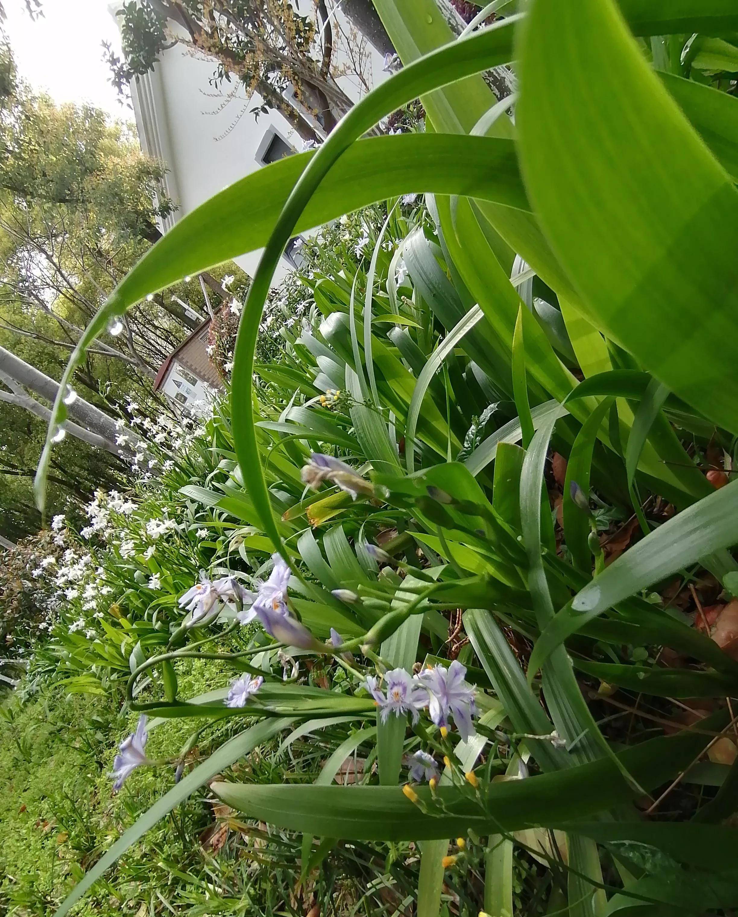 兰花的一种a species of orchid