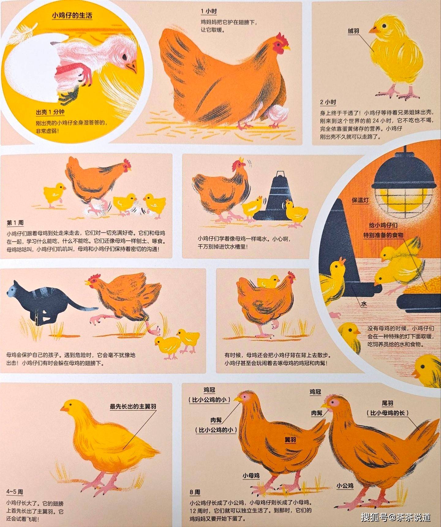 小鸡孵化记录表幼儿园图片