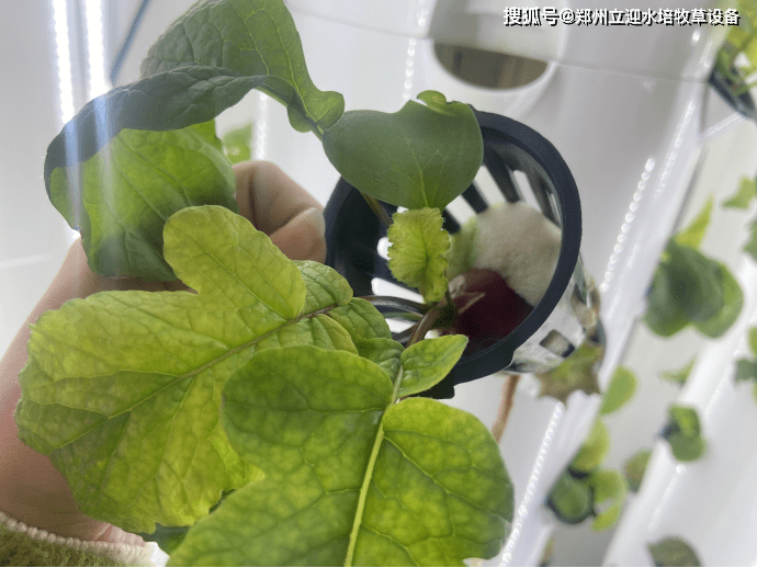 水培教室：从育苗到种植的劳动教育计划(水培植物的教案)