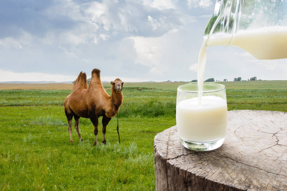 老人容易缺乏维c,喝驼奶补充维c,强身健体!_身体_缺乏营养_肠胃