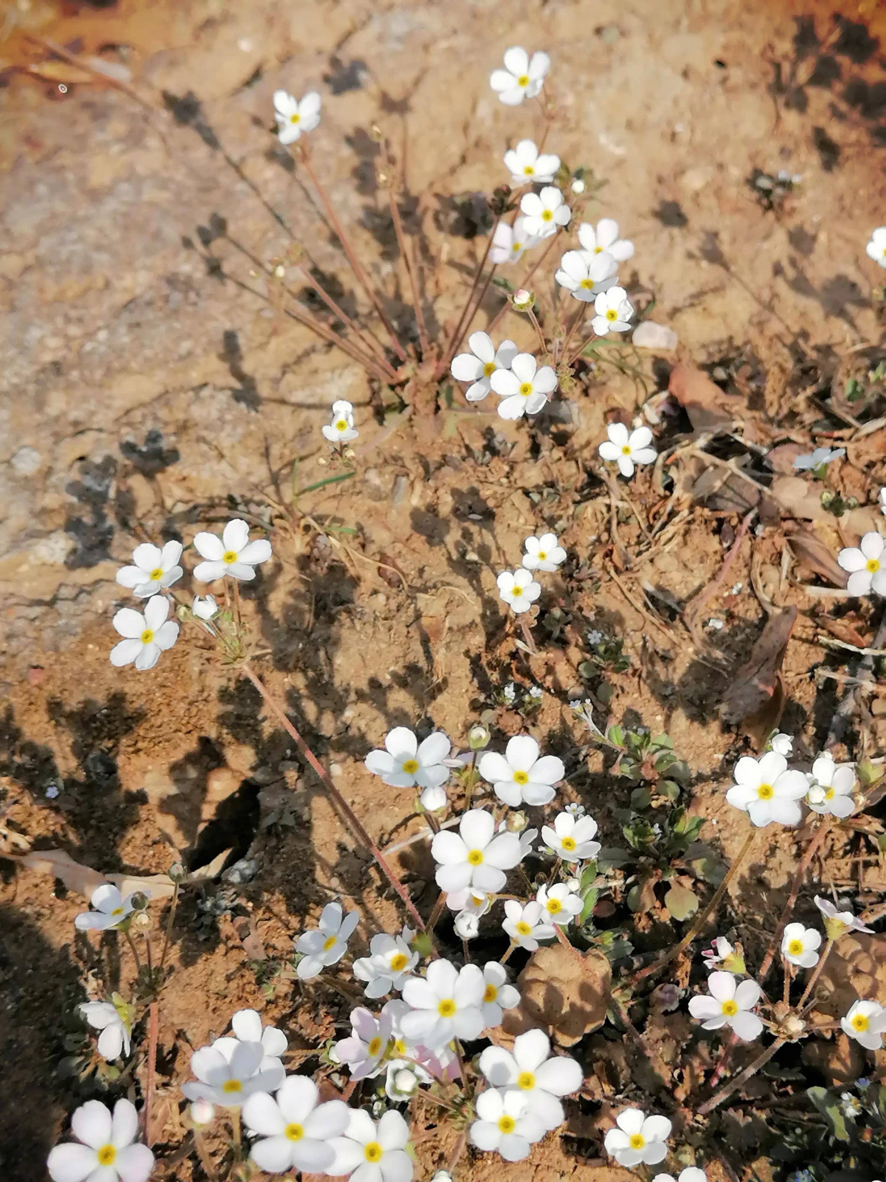 点地梅生机勃勃&点亮大地_花朵_爱情_玫瑰