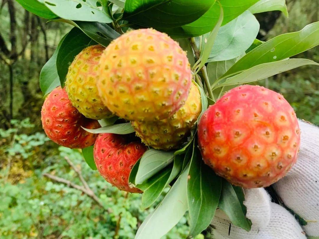 野荔枝是一种小型的野果,通常生长在山坡和山谷中.