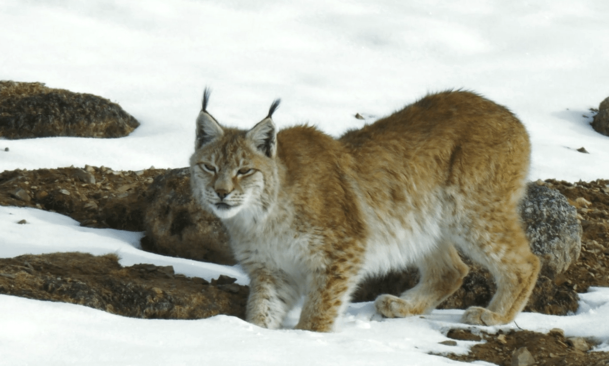 内蒙古观测到4只猞猁共同生活,幼崽活泼好动,还不时向母亲撒娇此前,有