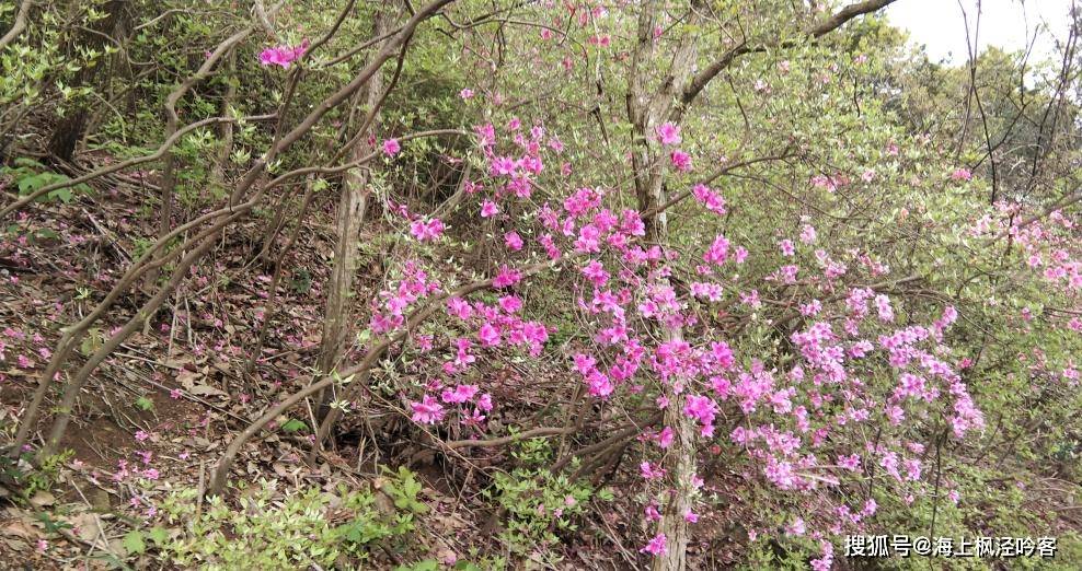 山姜花（山姜子花功效） 第2张