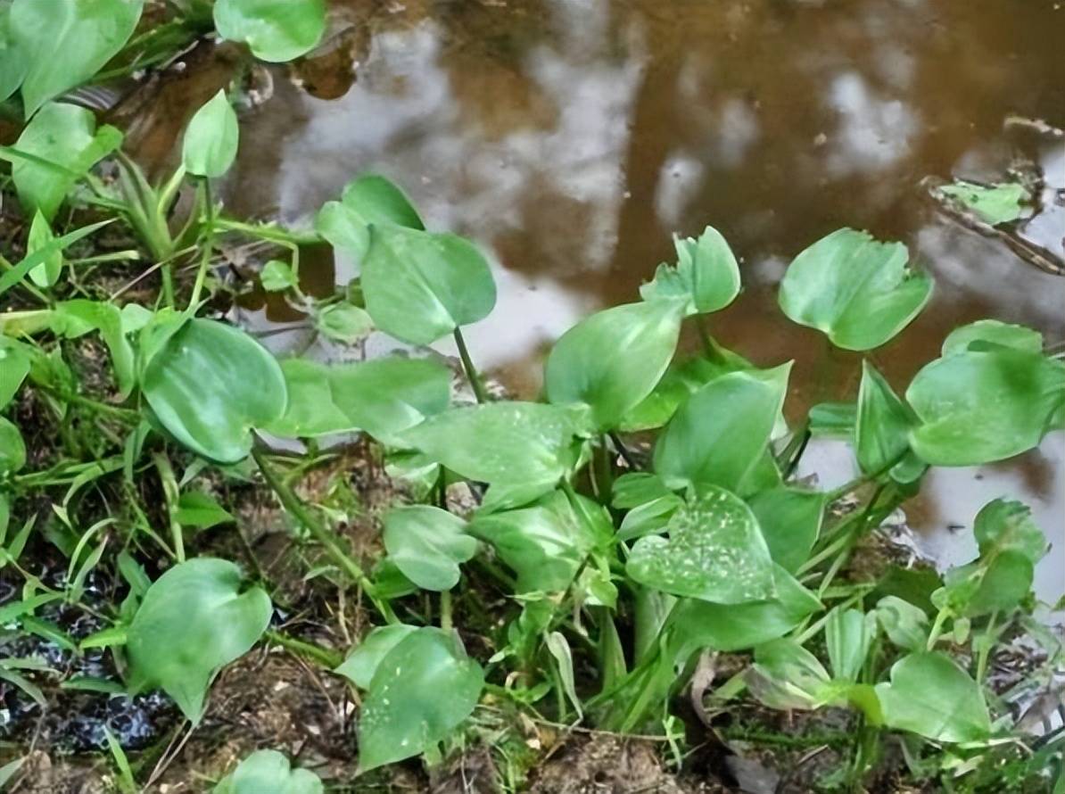 农村田里常见野草,过去农民看见就拔掉,泡水喝可润喉,价值珍贵_小时候