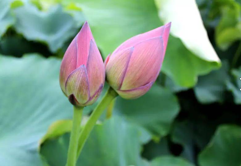 原创
            一个家庭“三代兴旺”的原理：揉纸团原理1