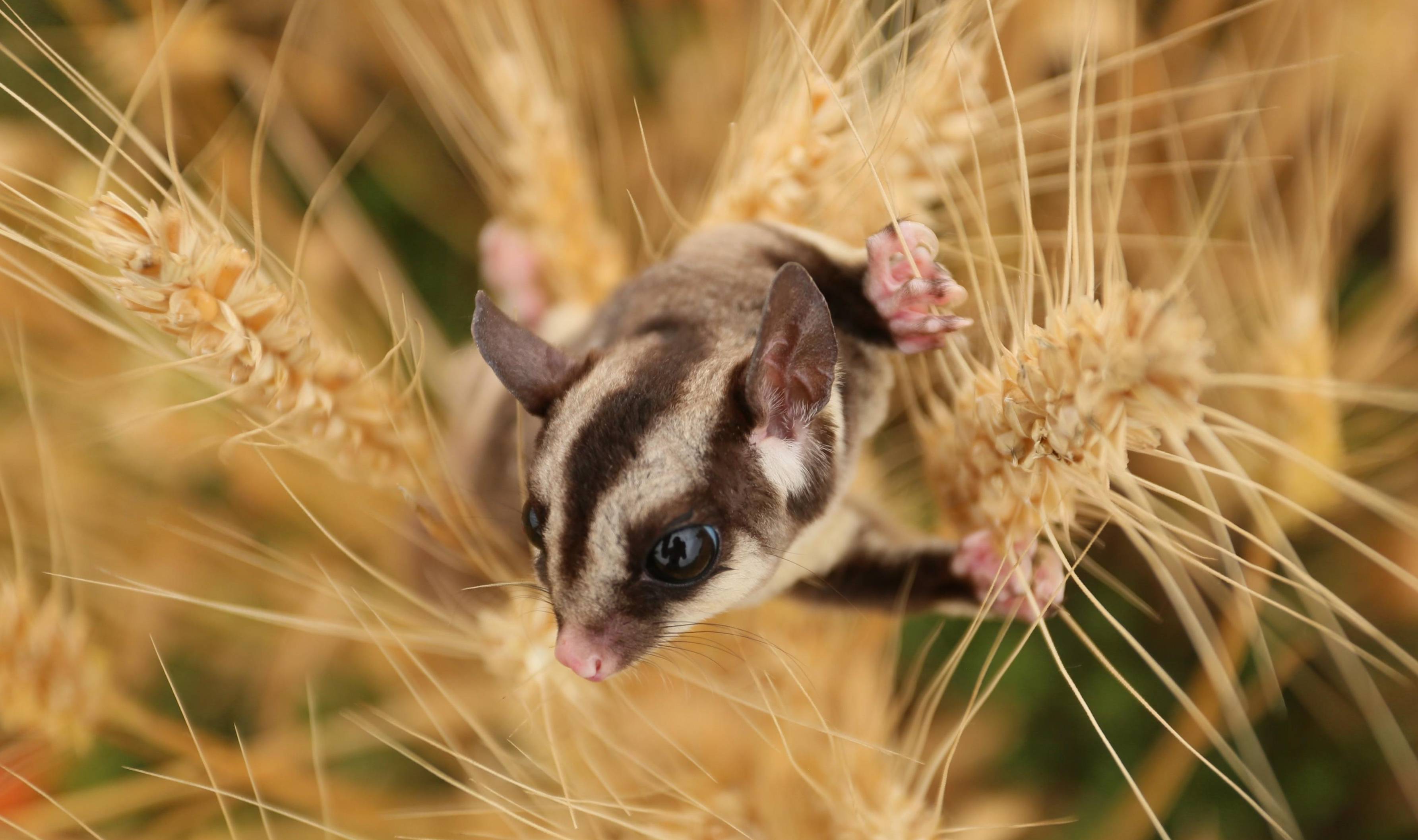 麦粒熟了!丰收喽——小飞鼠的丰收之旅_小伙伴_头条_宝宝