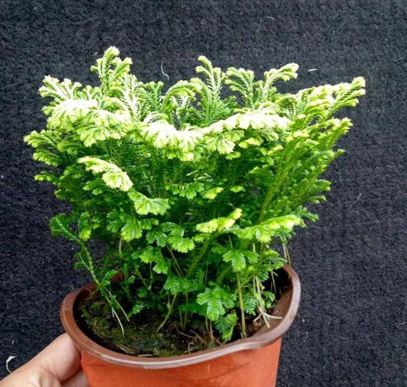 这个大自然的常绿草本薄叶卷柏,把晴朗的天染成了绿色,让人喜欢_自由