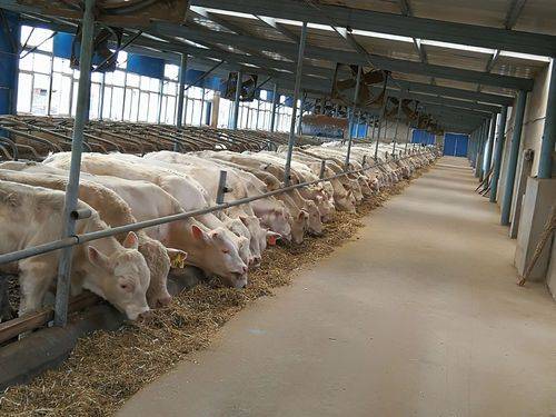 养肉牛,牛栏如何设计好?牛栏怎样建造实用?