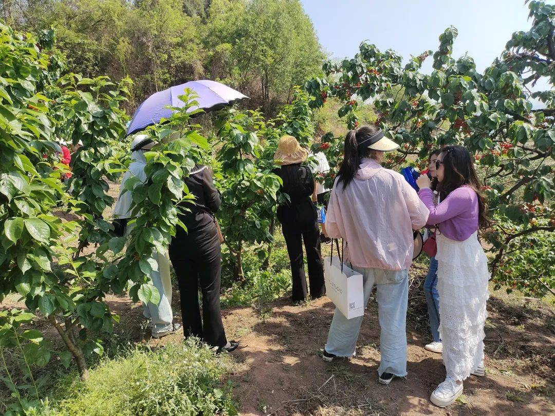 简阳樱桃采摘图片