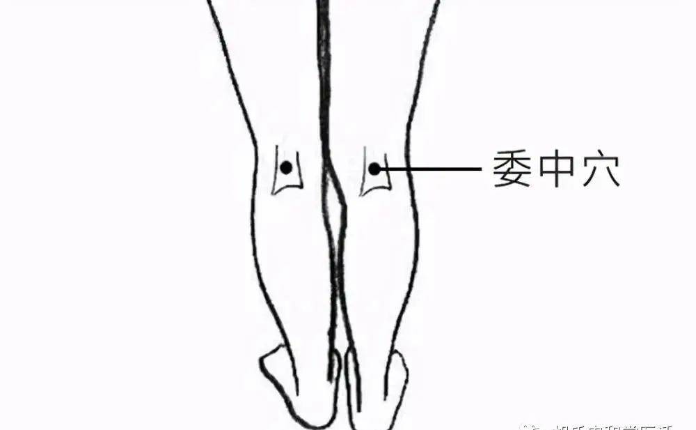 委中准确位置图和作用图片