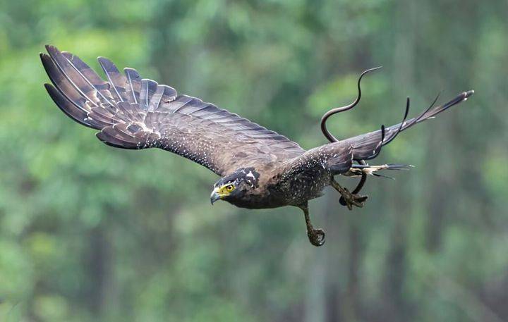 "饮鸩止渴"中的"鸩"鸟现身浙江舟山,它真的是一种"毒鸟"吗_鸟类_蛇毒