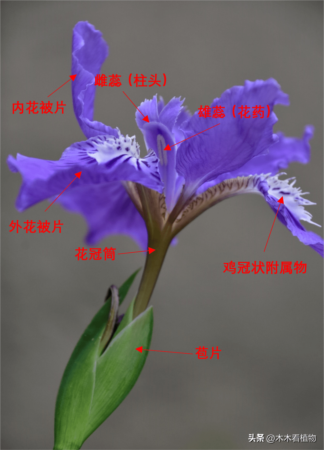 拆解一朵鸢尾花,来看一看它美丽外表下的美妙世界_授粉_雌蕊_花瓣