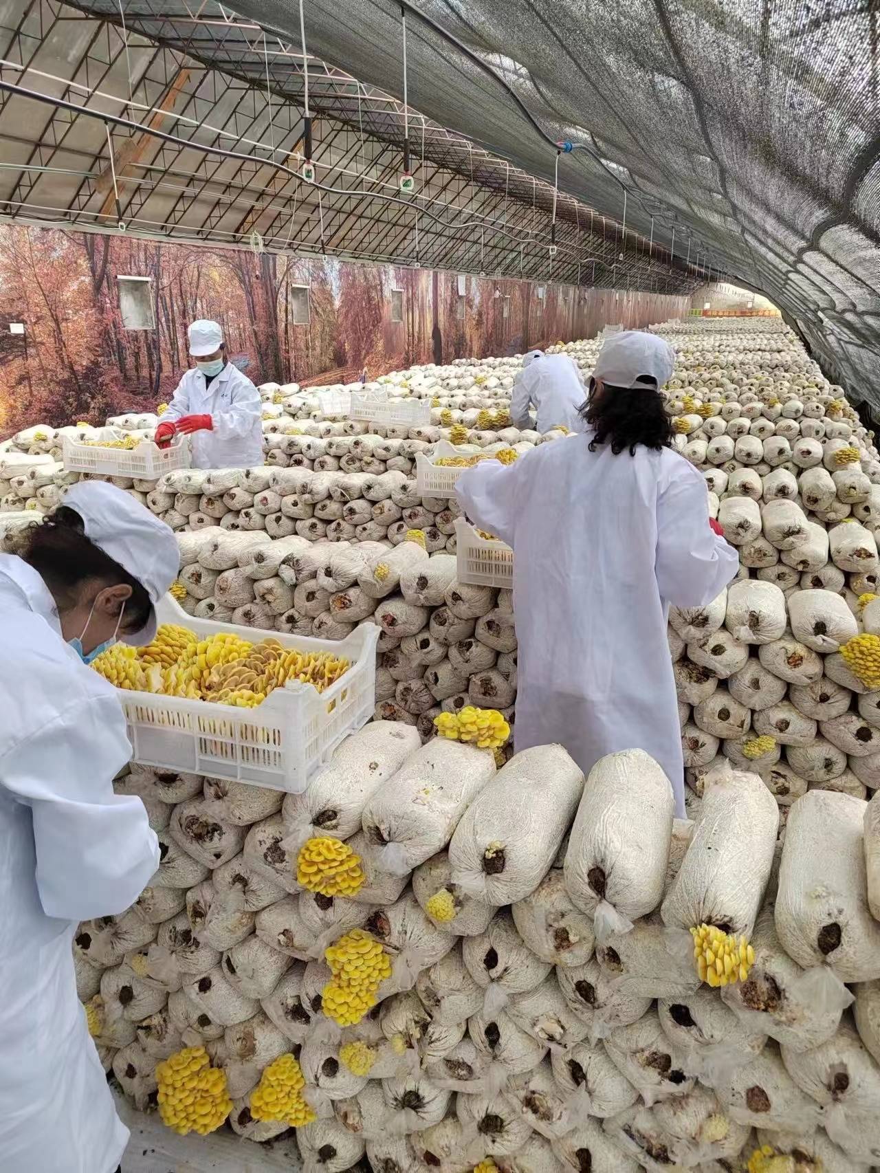 集安市清河镇:黄金菇撑起清河"致富伞" 激发乡村振兴新活力_种植_产业