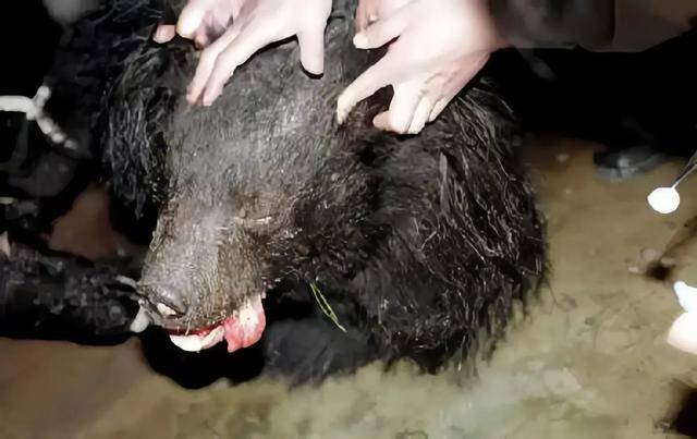 2002年,"硫酸泼熊"的清华学子刘海洋,已成为中科院高级专家!