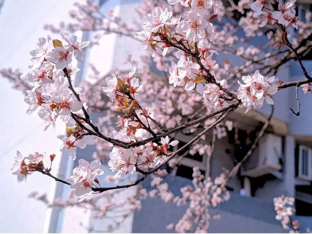 江蘇科技大學學科實力_江蘇科技大學軟科排名_四川科技大學