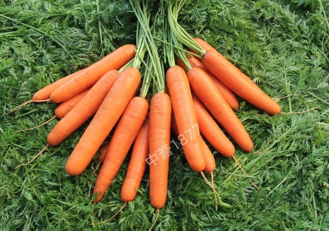 蔬菜_黄瓜_胡萝卜