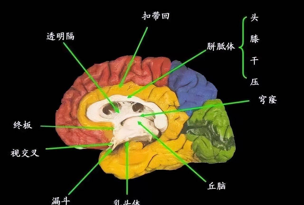 大脑长在头的位置图图片