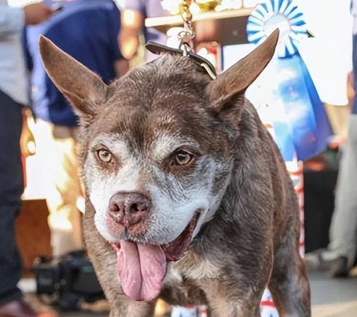 为什么不建议养"卡西莫多犬"?浑身是病,养不起_因为_外形_影响