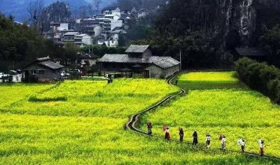 牡丹花水（牡丹花水彩画图片） 第5张