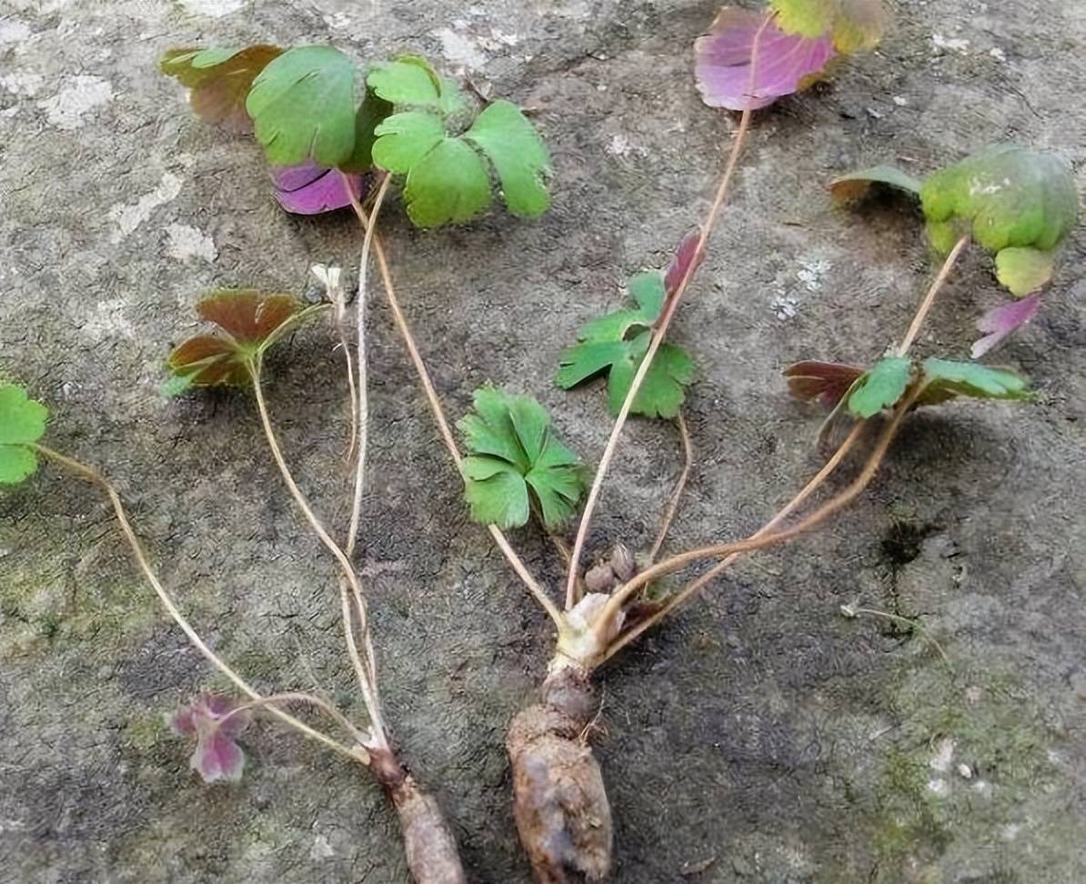 千年老鼠屎的药效图片