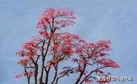 原创            盆栽花卉黄叶，按图索骥治疗（盆载花黄叶怎么办?）