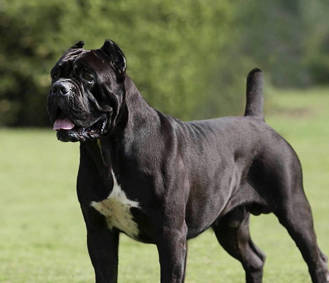 自从养"卡斯罗"之后,我上瘾了!一点也不想换狗_训练_服从性_身体