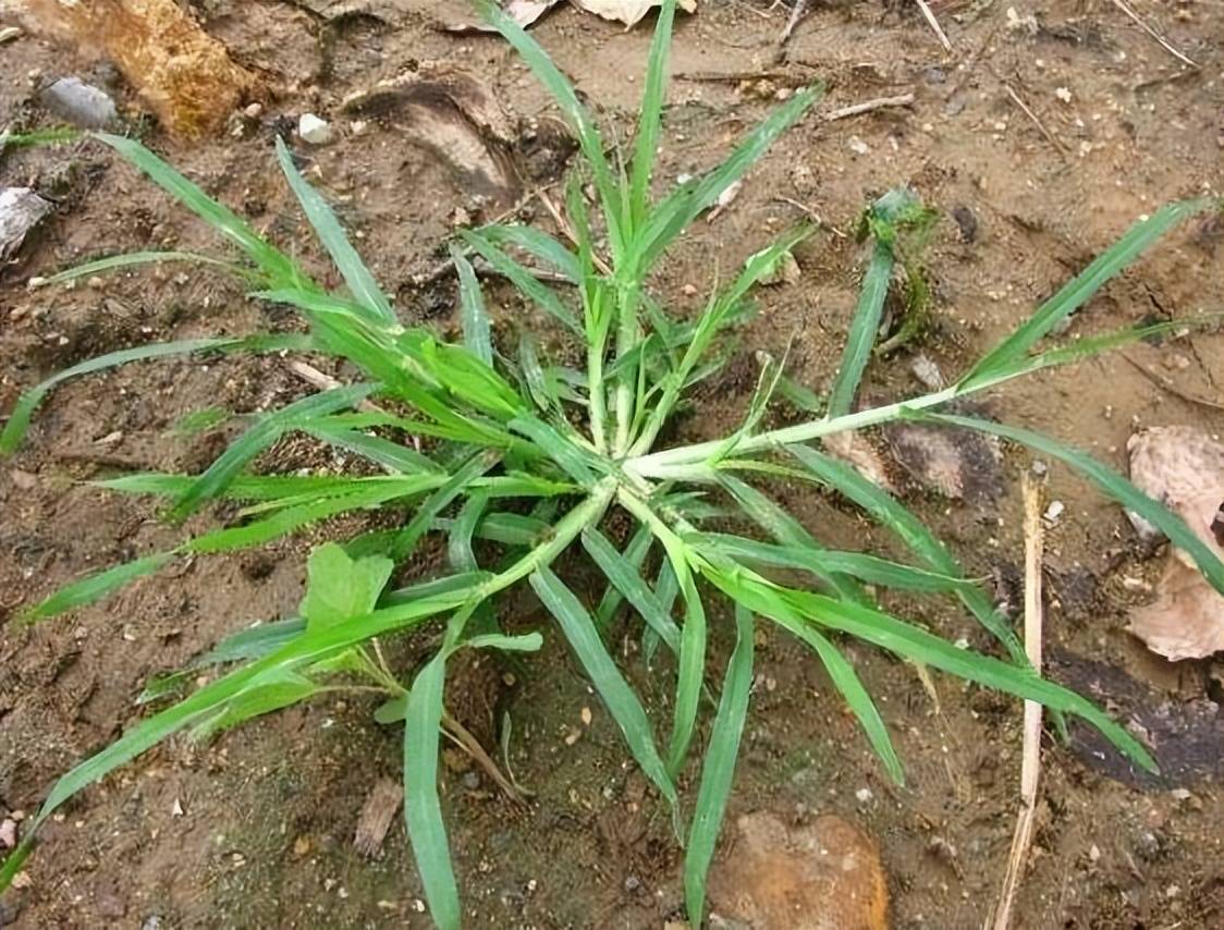 农民公认的"害"草,是天然的凉茶,说不定你也认识它!_农村_野草_功效