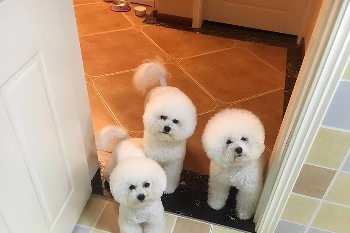 "比熊犬爱你"的程度有多深?这8个等级,你占据哪一级?_主人_时候_狗狗