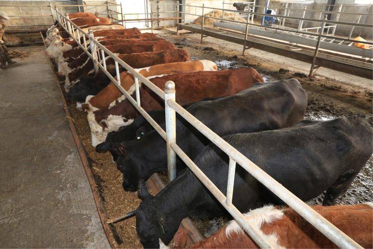 下雨天对牛蹄的危害,养牛人不能松懈!_蹄子_地面_松质