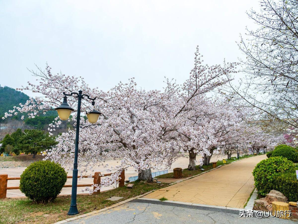 另一处赏樱胜地是203樱花园,同样是国内品种最全的樱花园之一.