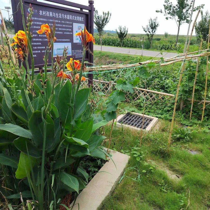 科普丨浅谈人工湿地污水处理技术_植物_净化_微生物