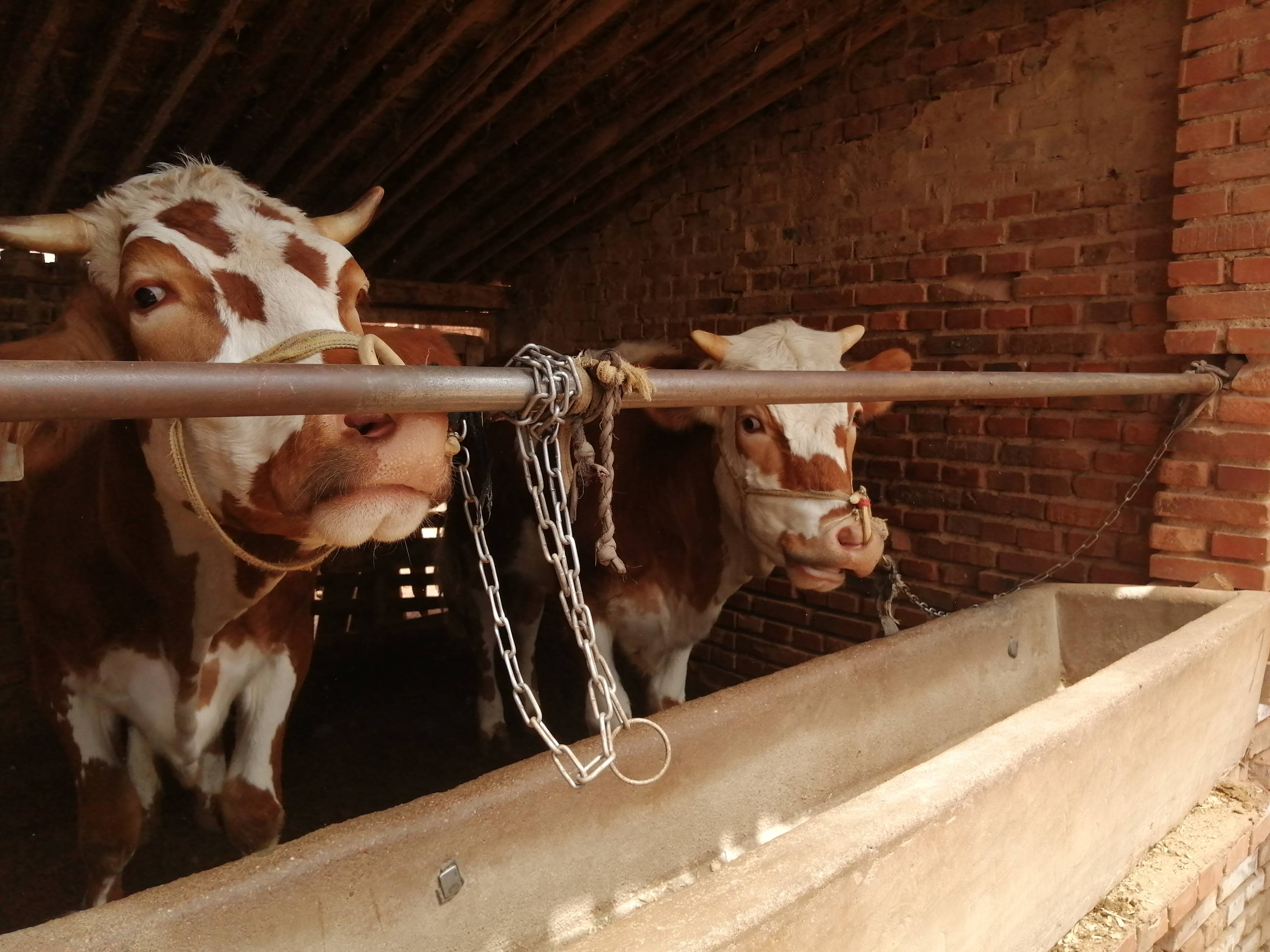 淘汰母牛育肥技术_精饲料_体重_本人