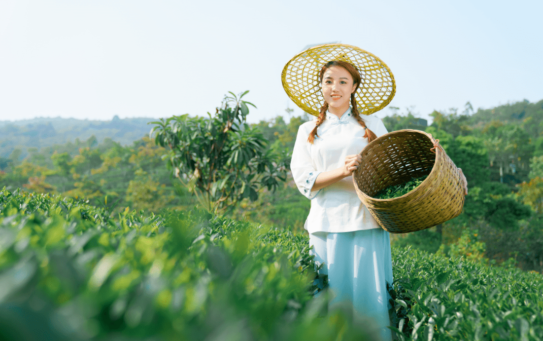 最美采茶女图片