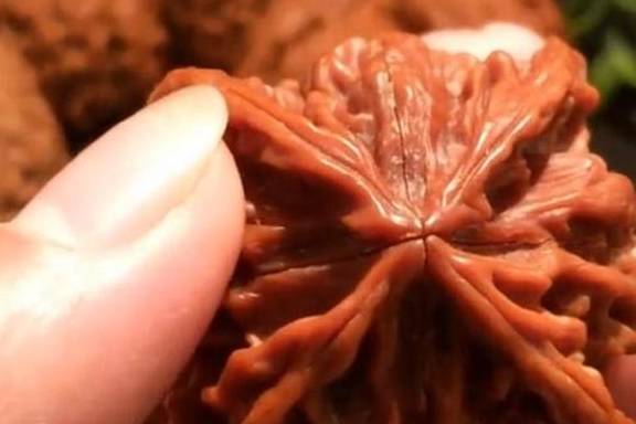 正宗的三棱核桃见过吗?文玩核桃中价格一直坚挺的品种_盘玩_玩友_商家