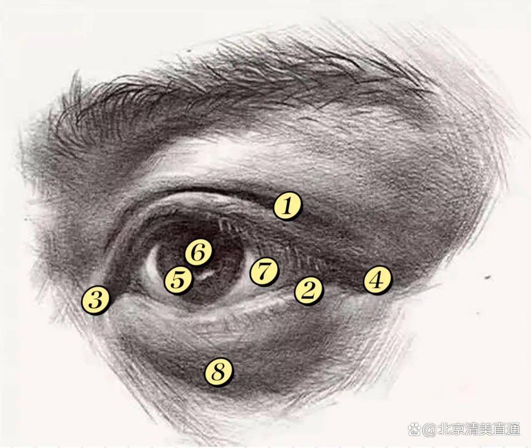 ②下眼睑 ③内眼角 ④外眼角眼部结构部位图解 眼睛是素描头像表现的