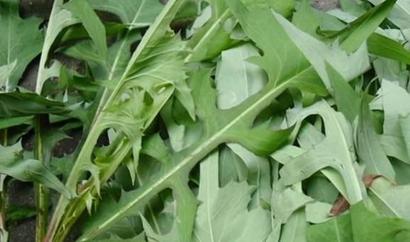 夏季养猪,鸡鸭鹅牧草-苦荬菜,耐高温40度,消化率高,促进食欲_种植