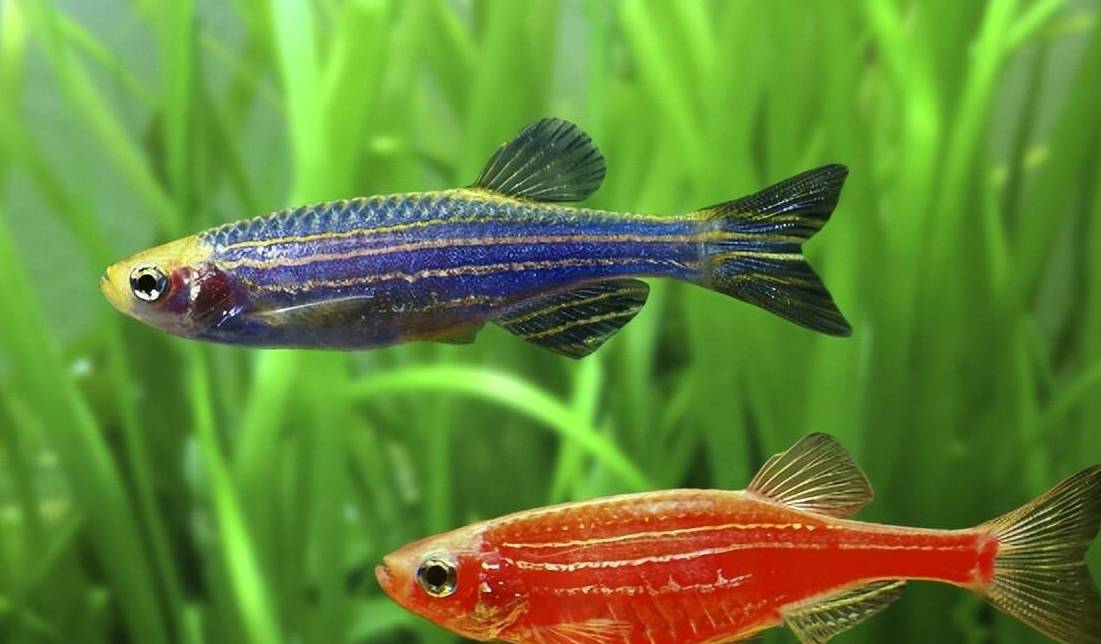 对新人极其友好,盘点八种养不死的观赏鱼_繁殖_价格偏高_鹦鹉