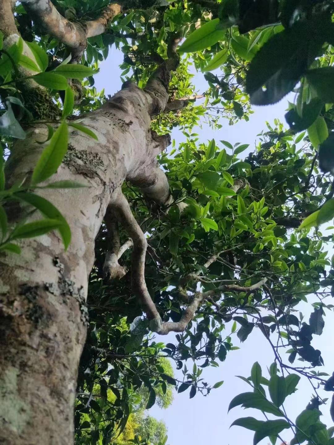 2023年普洱茶价格表来了,冰岛易武老班章古树茶多少钱一斤看这里_大山