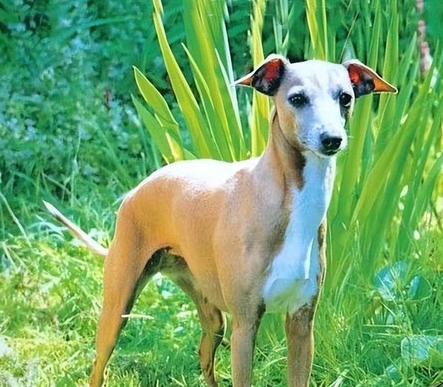 意大利灵缇犬,可爱又娇小,养了绝不后悔_生活_训练_猎犬