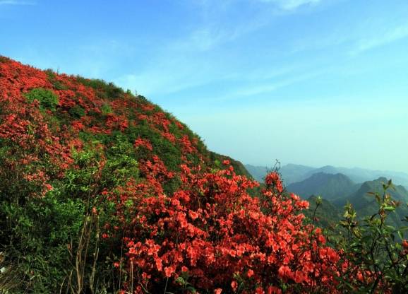 丹寨杜鹃花节助你远离城市的喧嚣,感受大自然之美