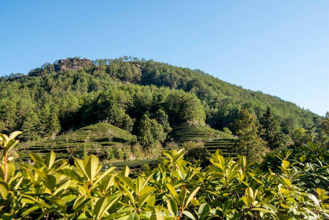 燕子窠:據當地人介紹,星村古鎮的人們早在元代就開始種植茶葉,明清