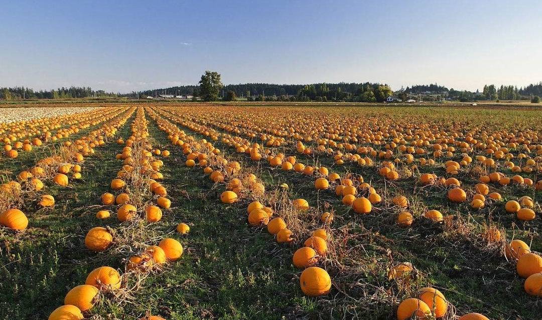 为何种植南瓜产量总是不高?掌握这4个施肥技巧,想不高产都难!