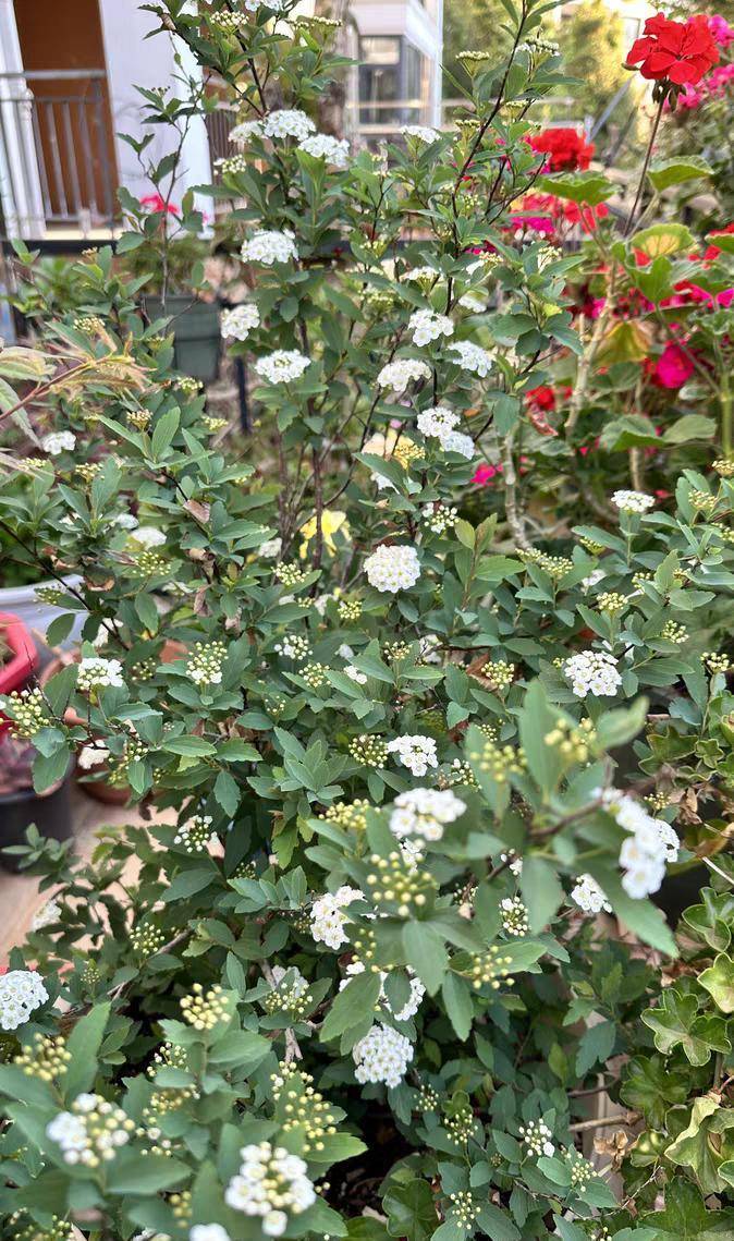 第三种,绣线菊月季在春天养护时需要及时修剪打芽,施用磷钾肥,这样就